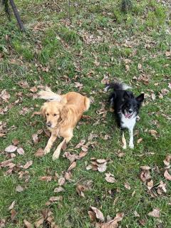 Service garde animaux